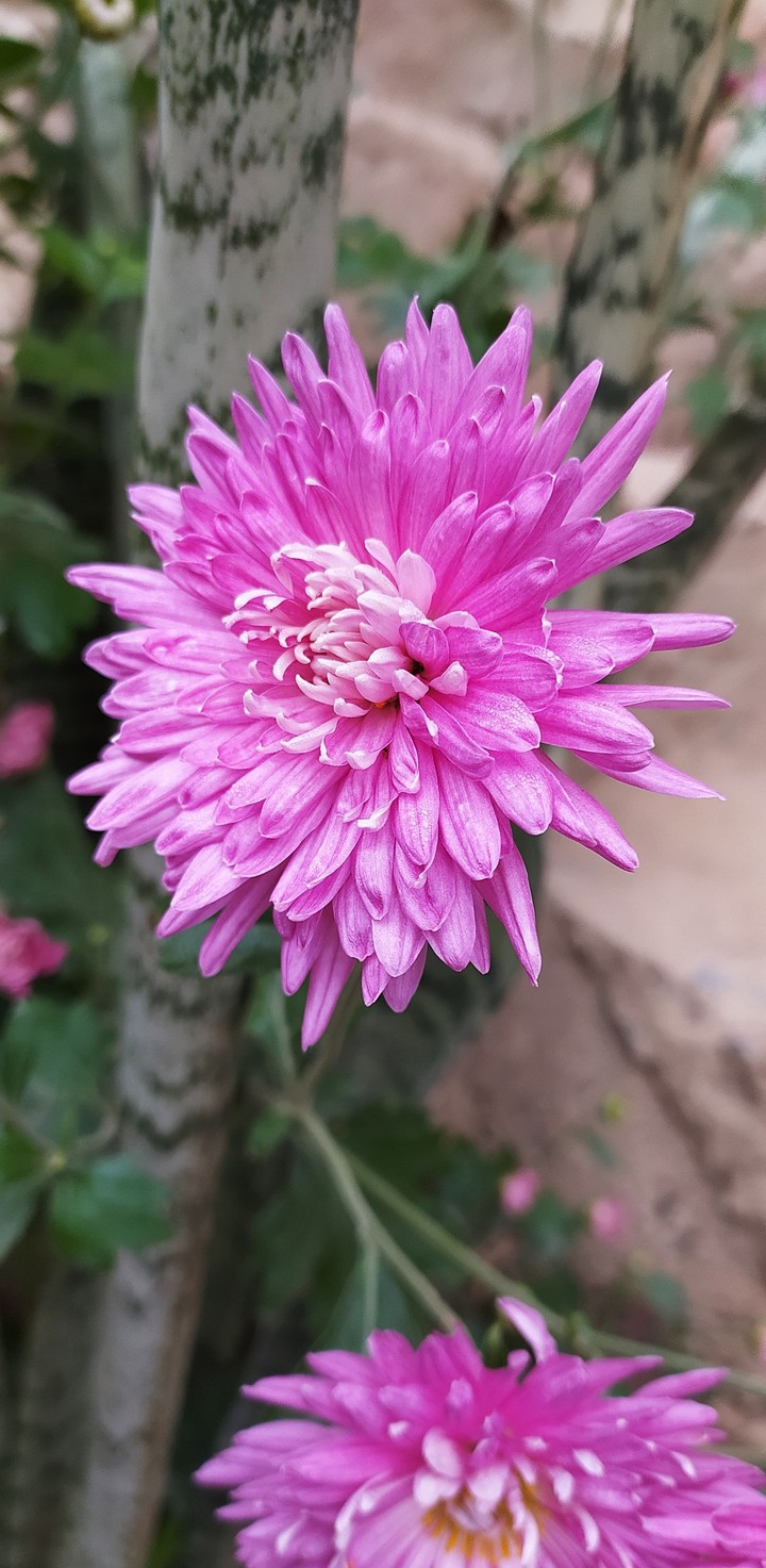 fresh flowers