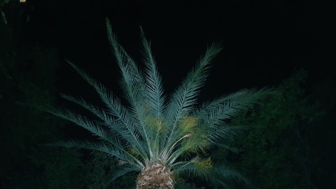 a basical tree in antalya