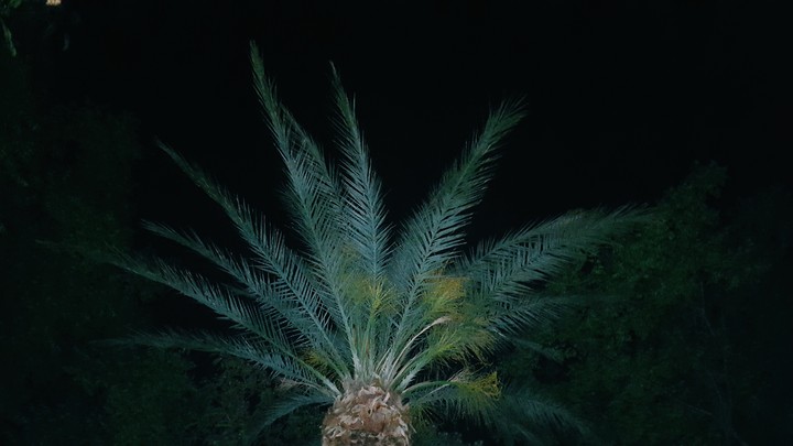 a basical tree in antalya