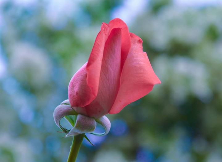 pink rose