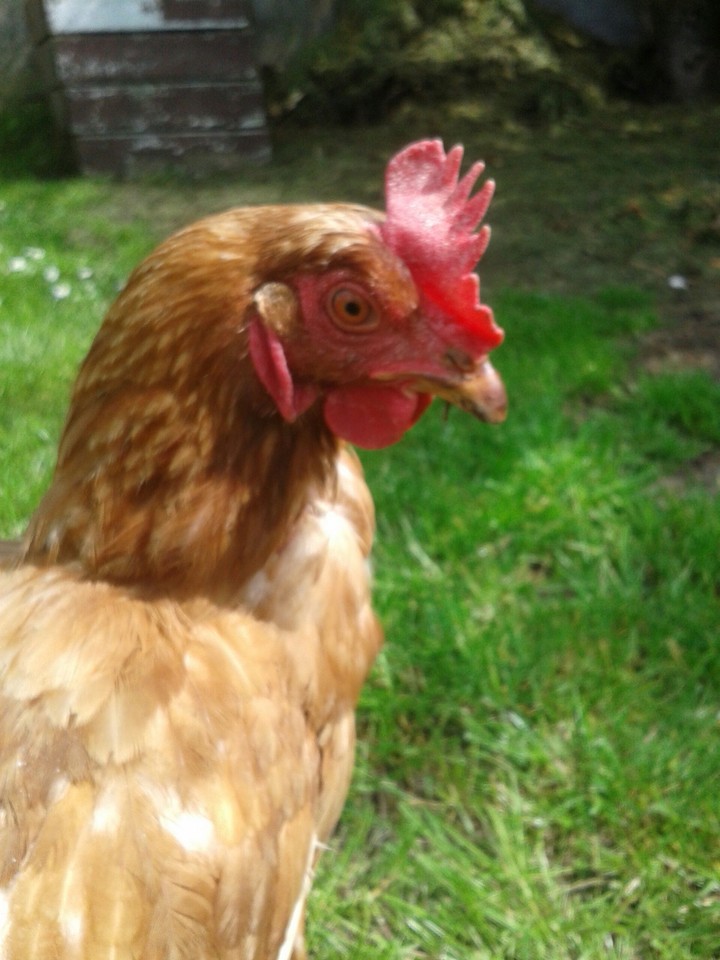 poule nommé newgets