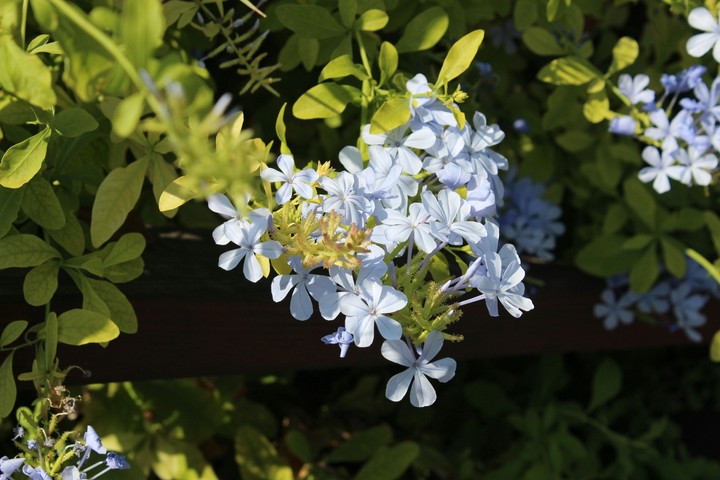 blossem