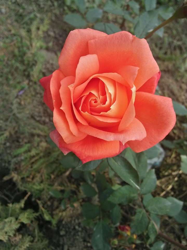 beautiful rose
