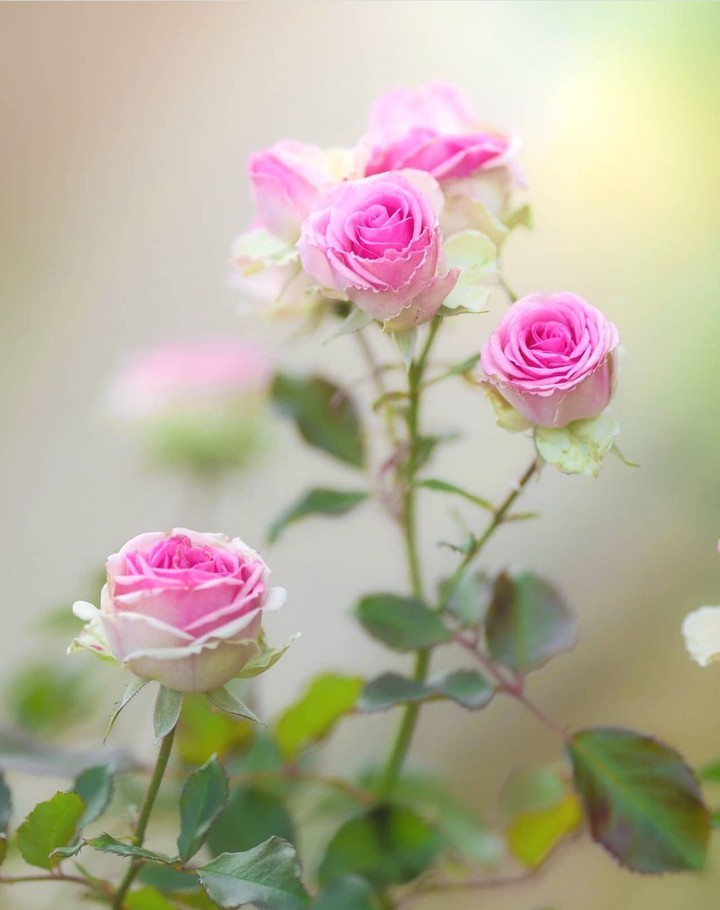 Roses
