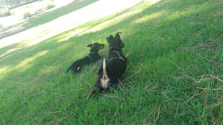 dog