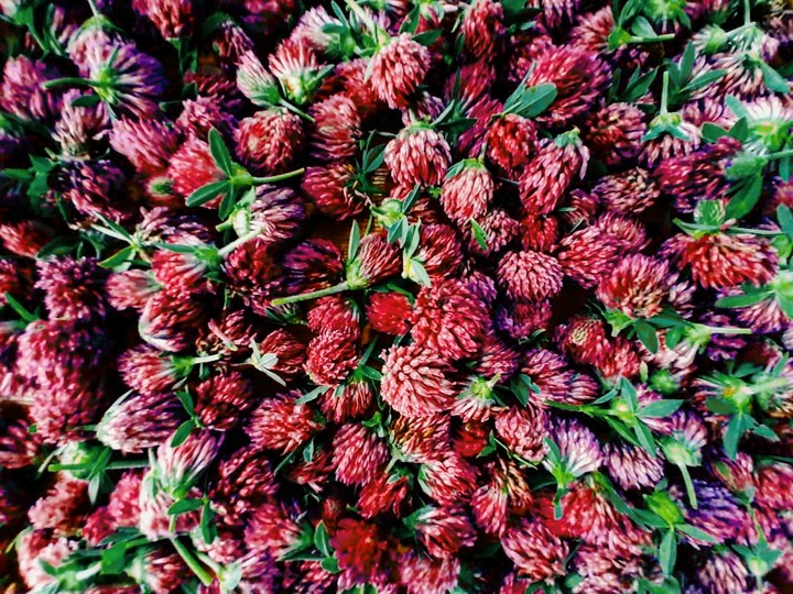 red flowers
