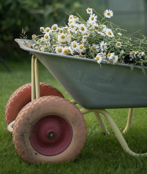 papéis de parede Cart, plant
