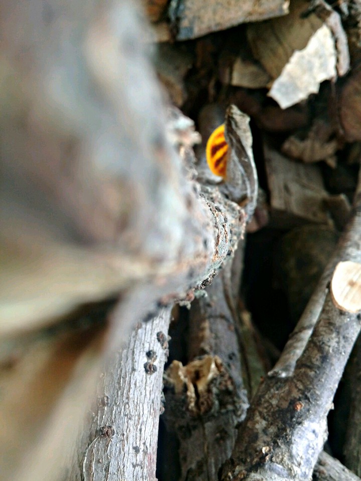 el camuflado
