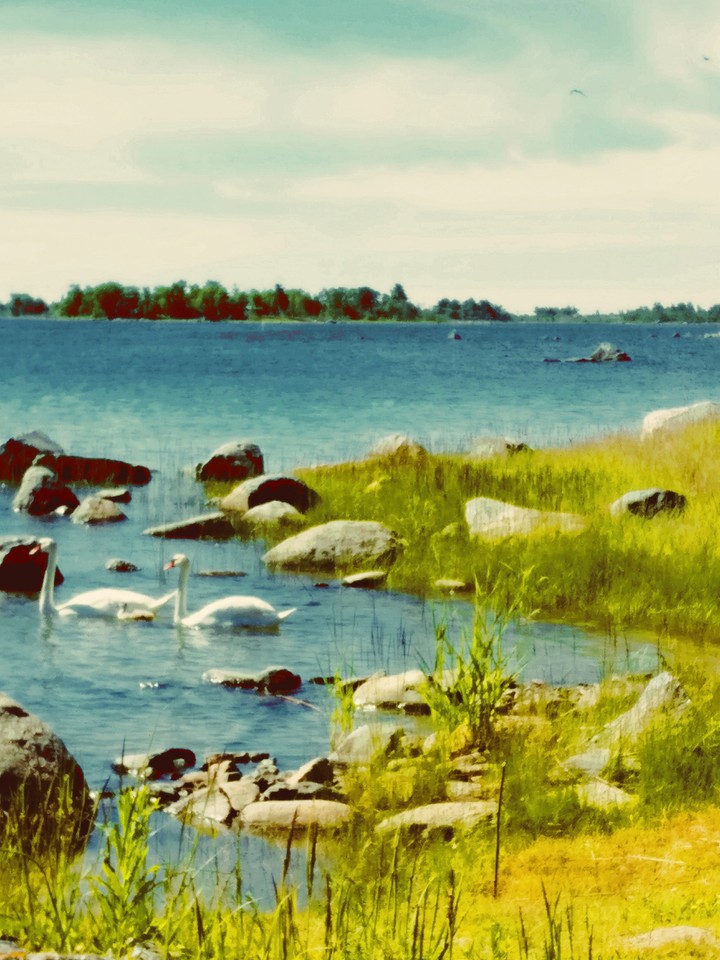 Swans at Foobårje