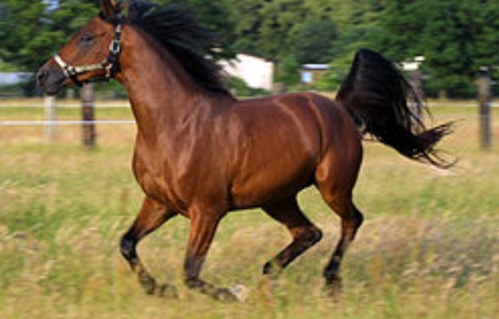 galop