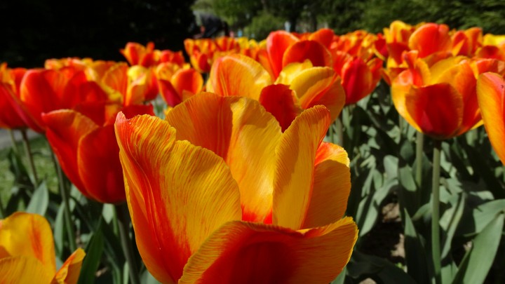 Tulipas
