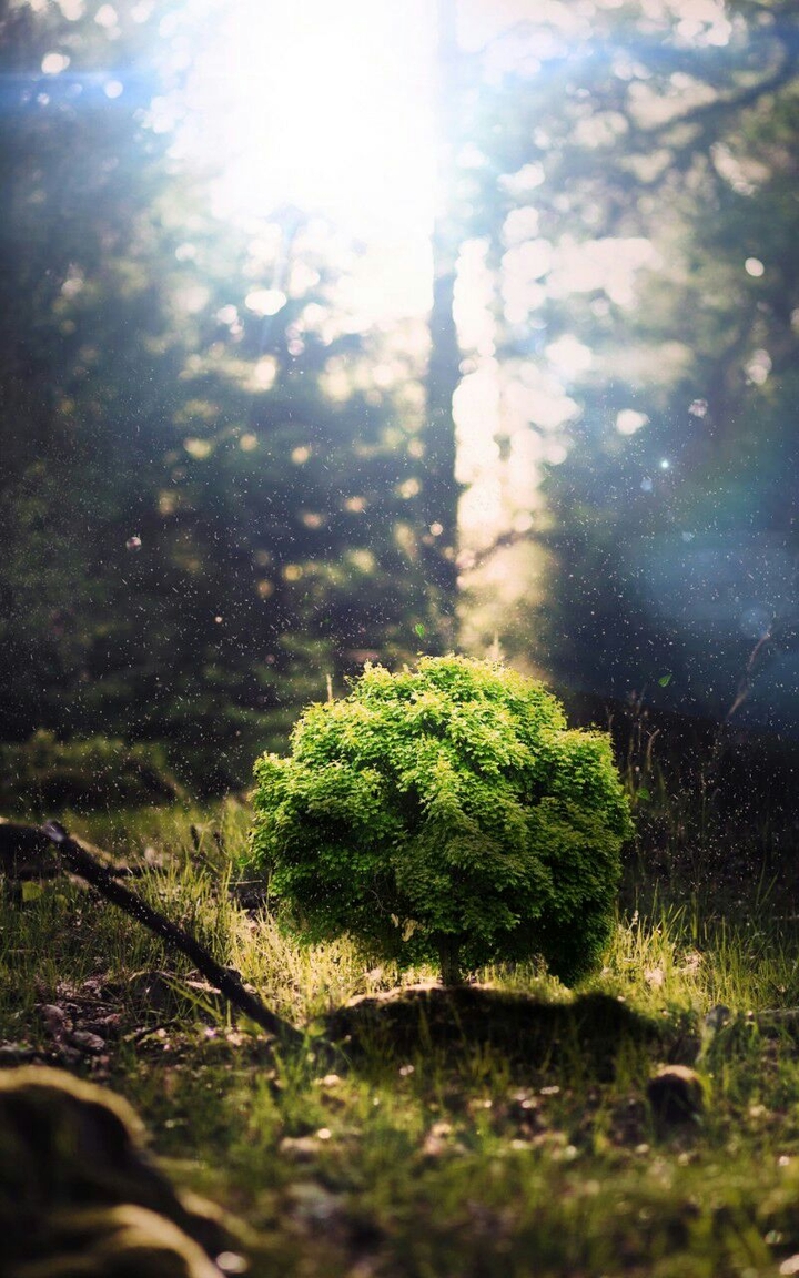 bonsai