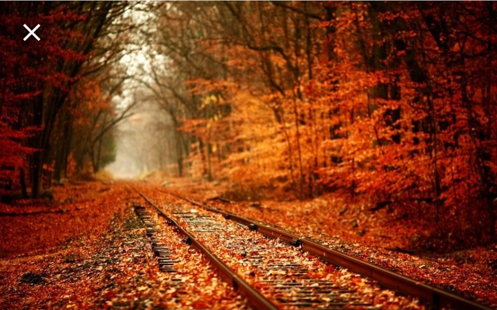 rail in forest