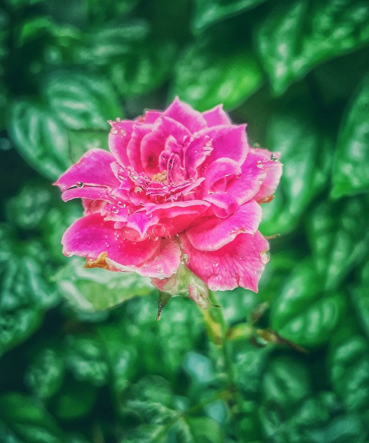 Rosedew
