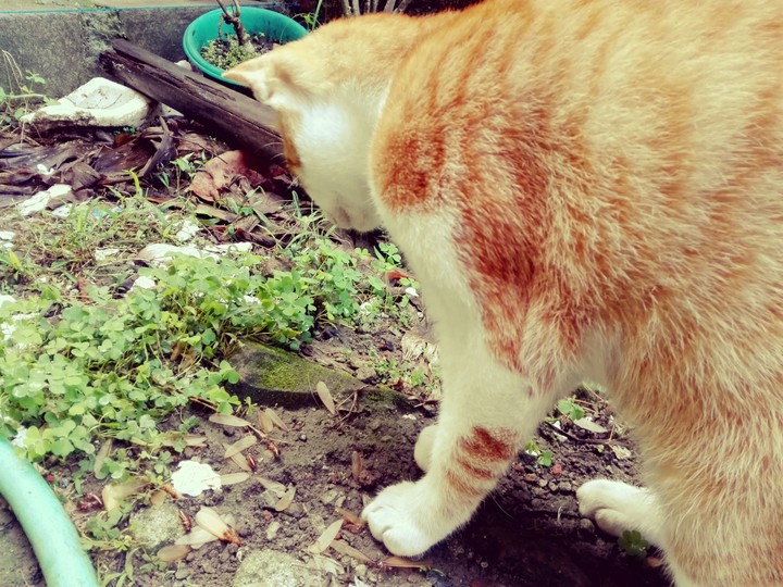 Cat
