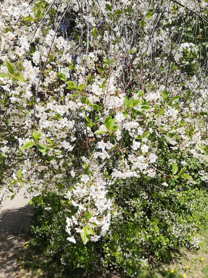 More blossom