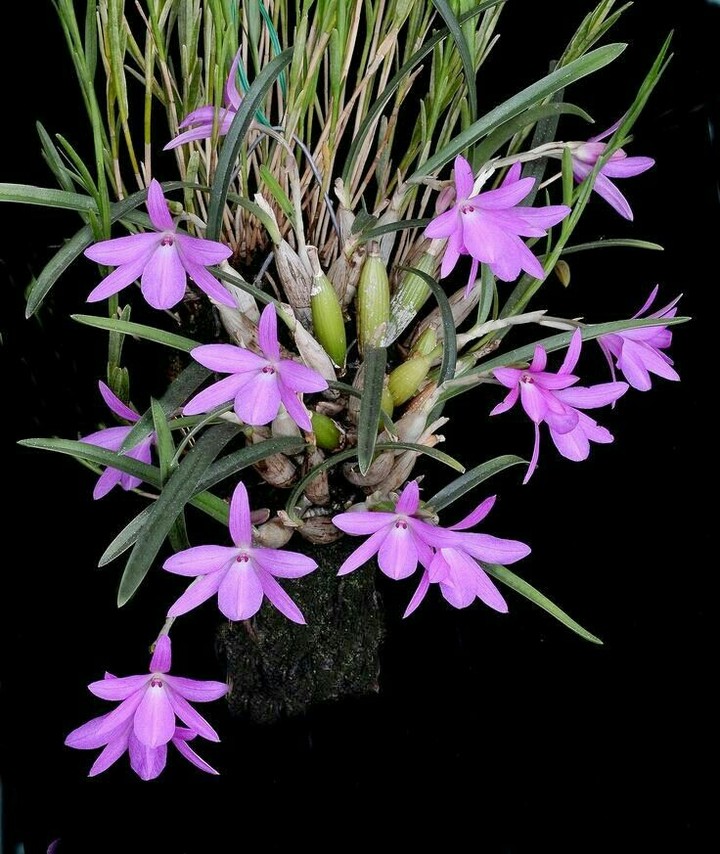 Orchid