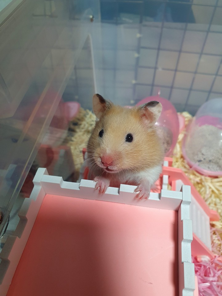 햄스터