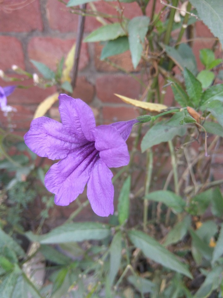 violet flower
