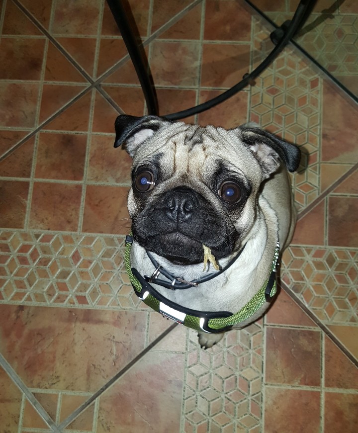 pug
