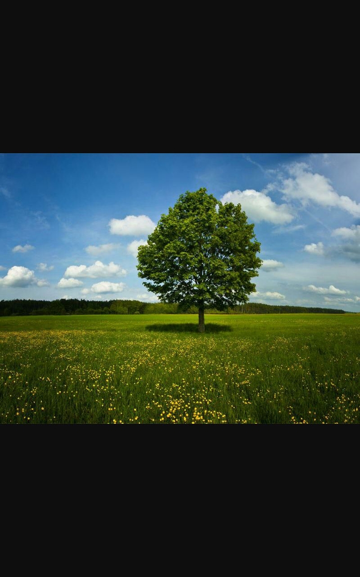 alone tree