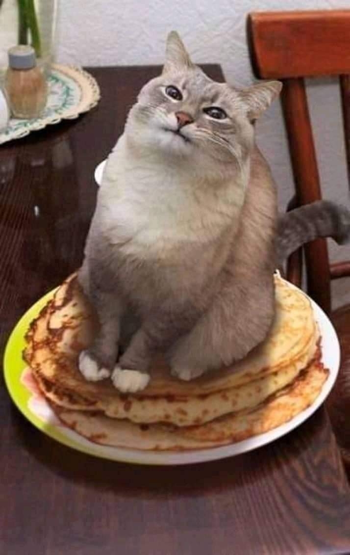 Котик