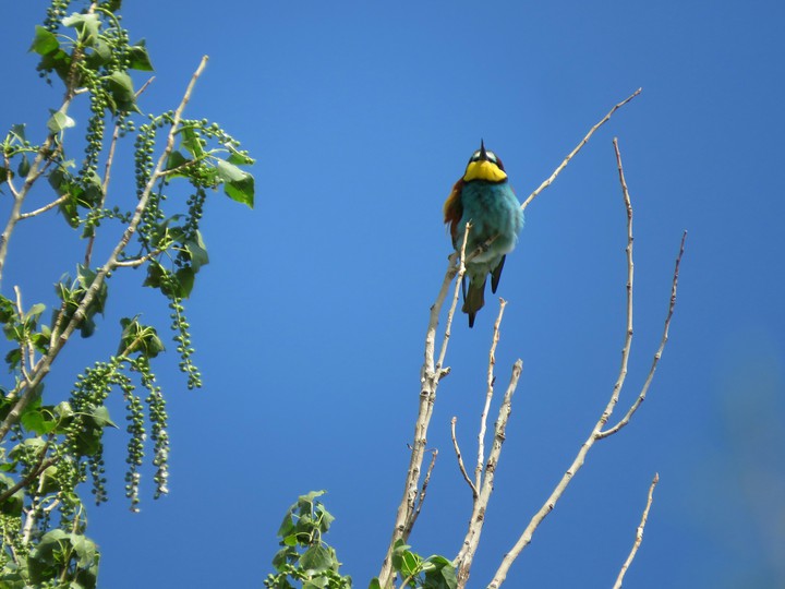 Lonly bird