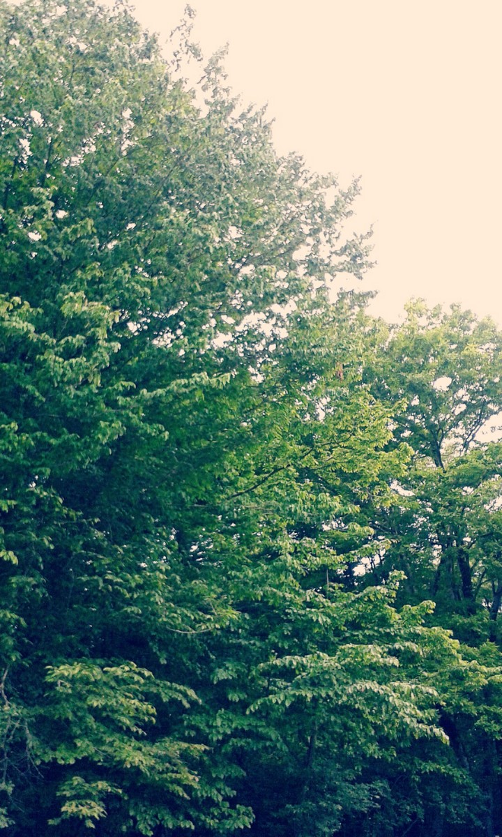 Tall Trees, Green leaves