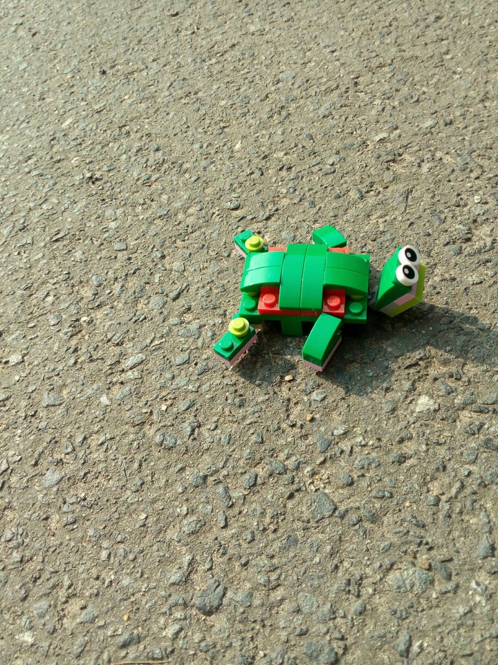 Schildkröte