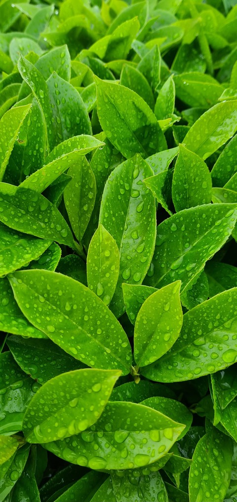 fonds d'écran dew, herb
