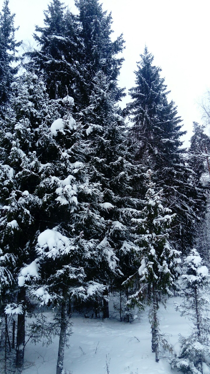 лес
