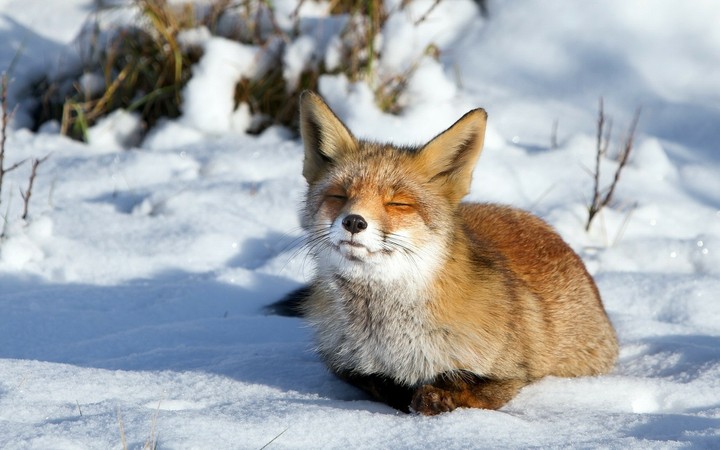 Sleepy Fox