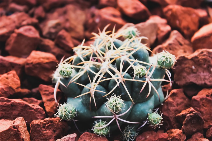 cactus