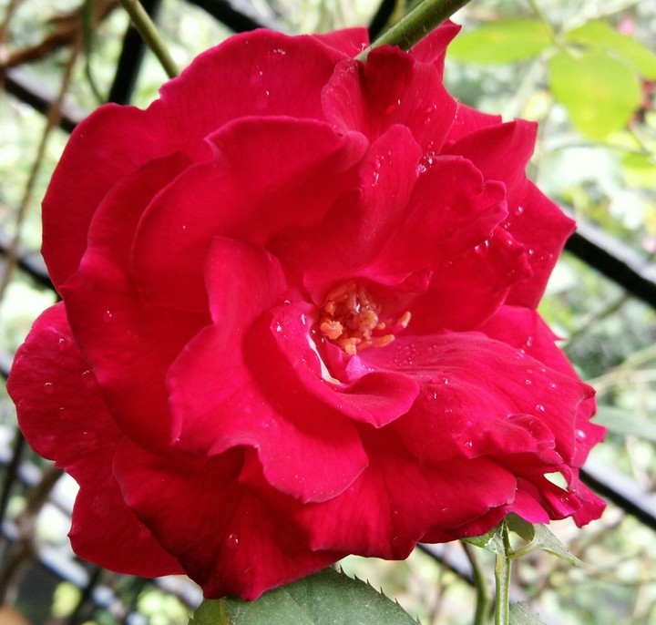 Smiling Rose