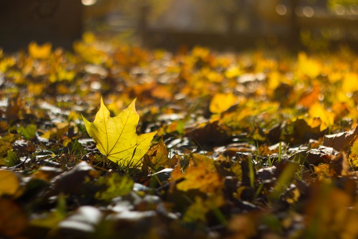 Maple leafs,  autumn