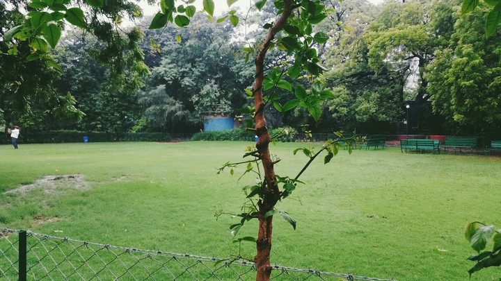 go green