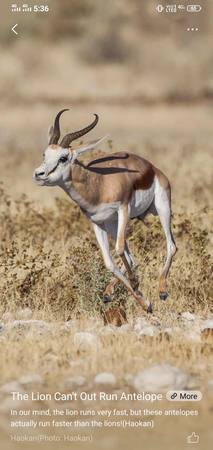 the lion can't out run antelope