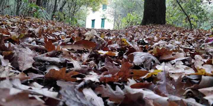 leaves