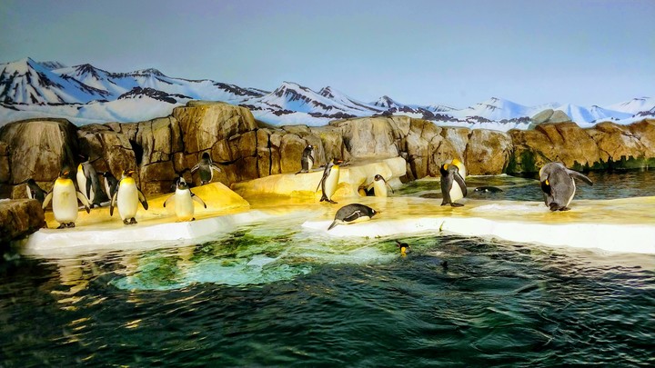 Penguins