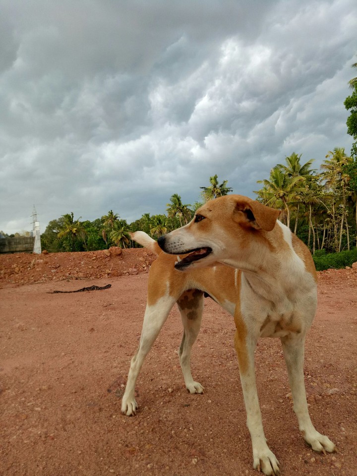 dog