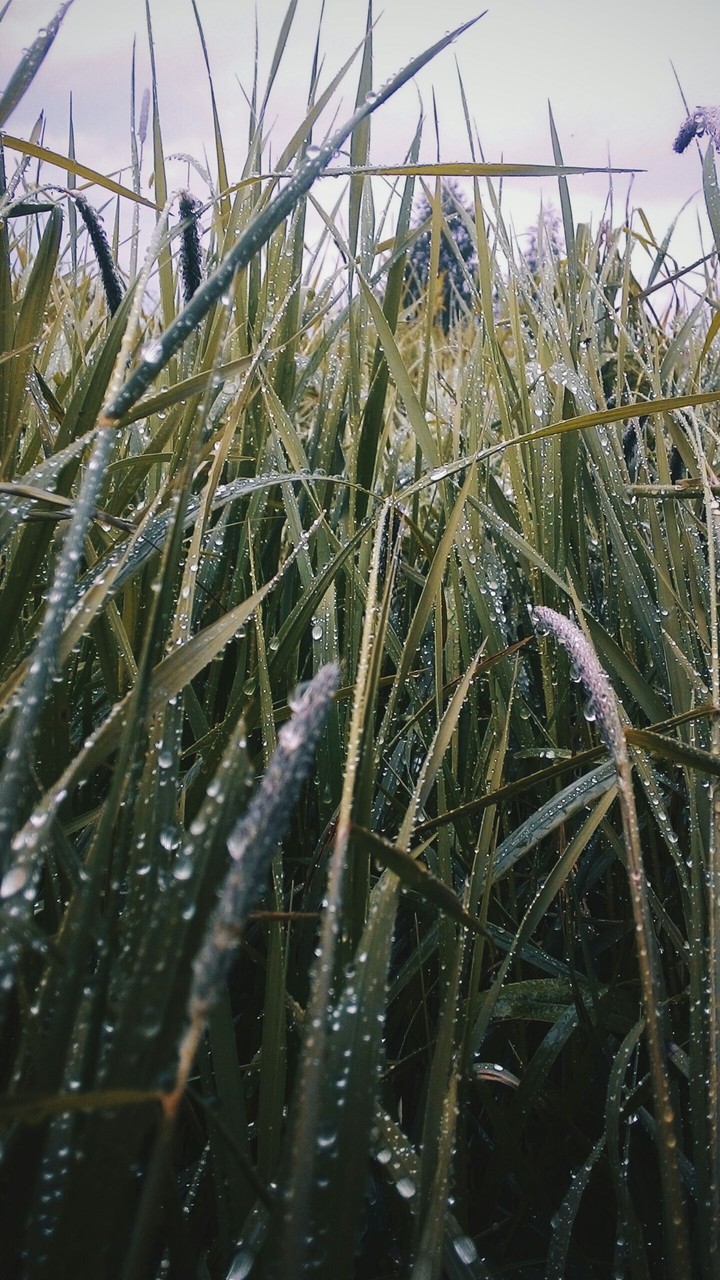 freshness