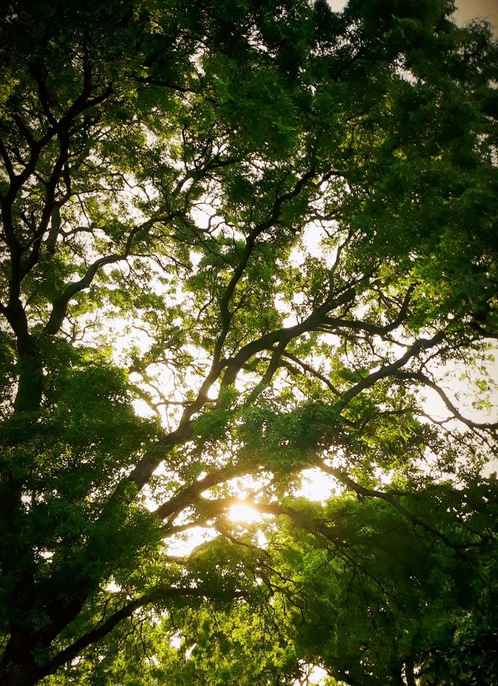 The tree