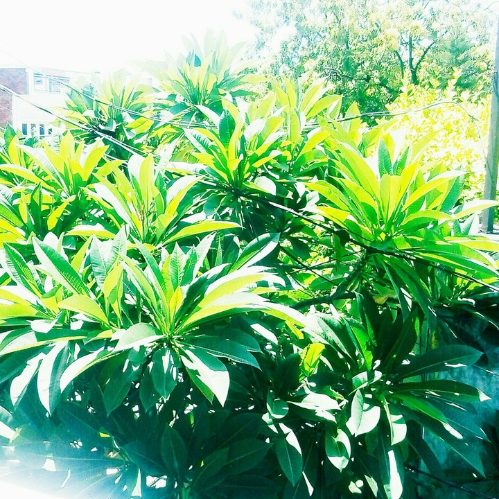 nature