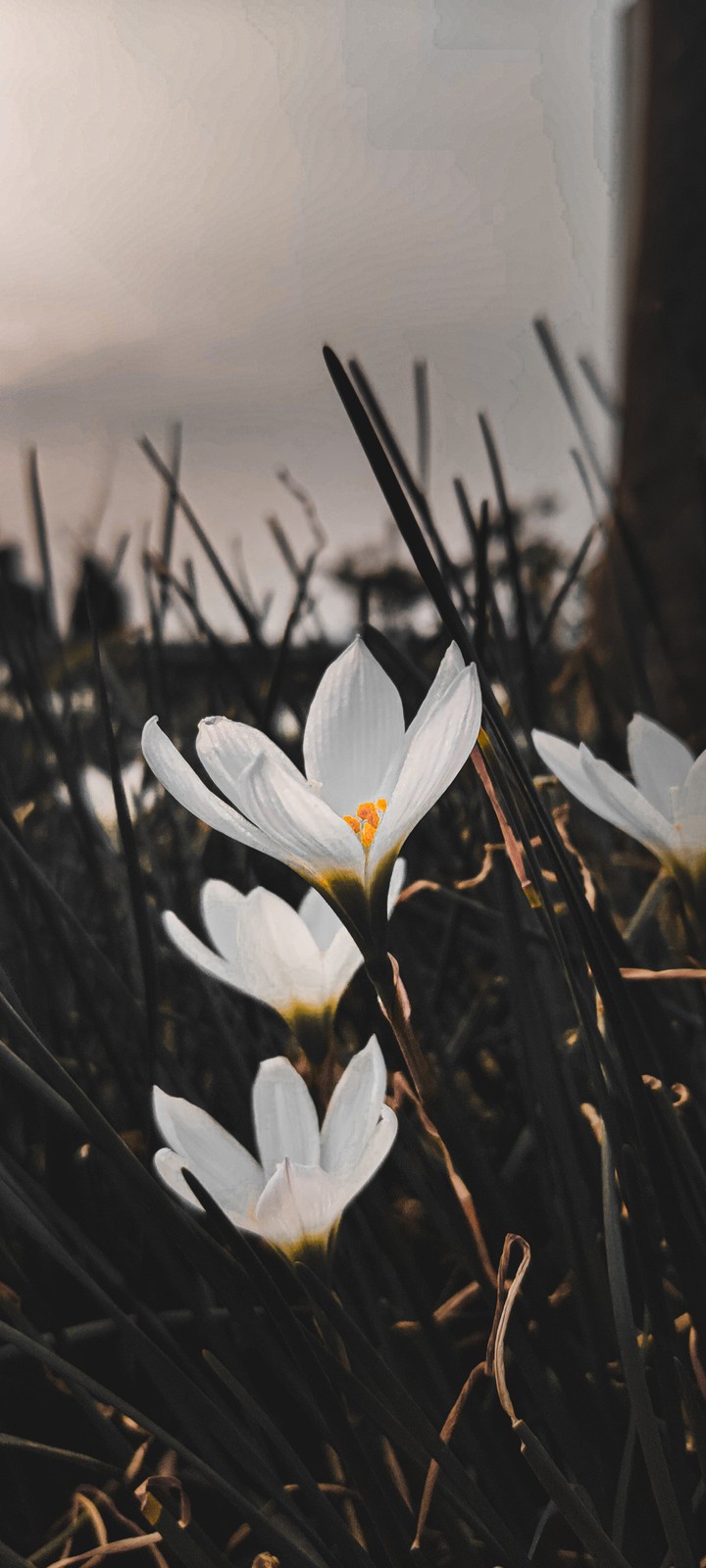 Moody Flowers
