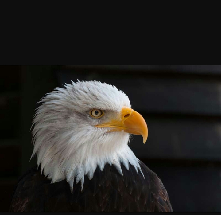 Adler