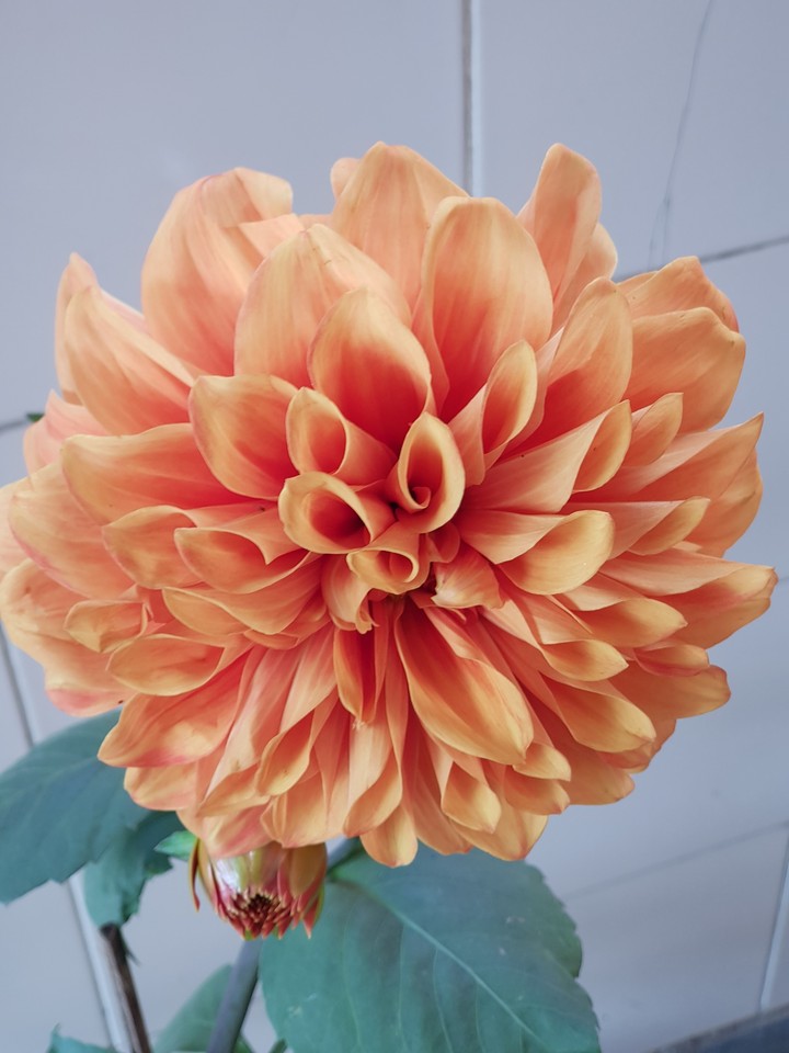 beauty