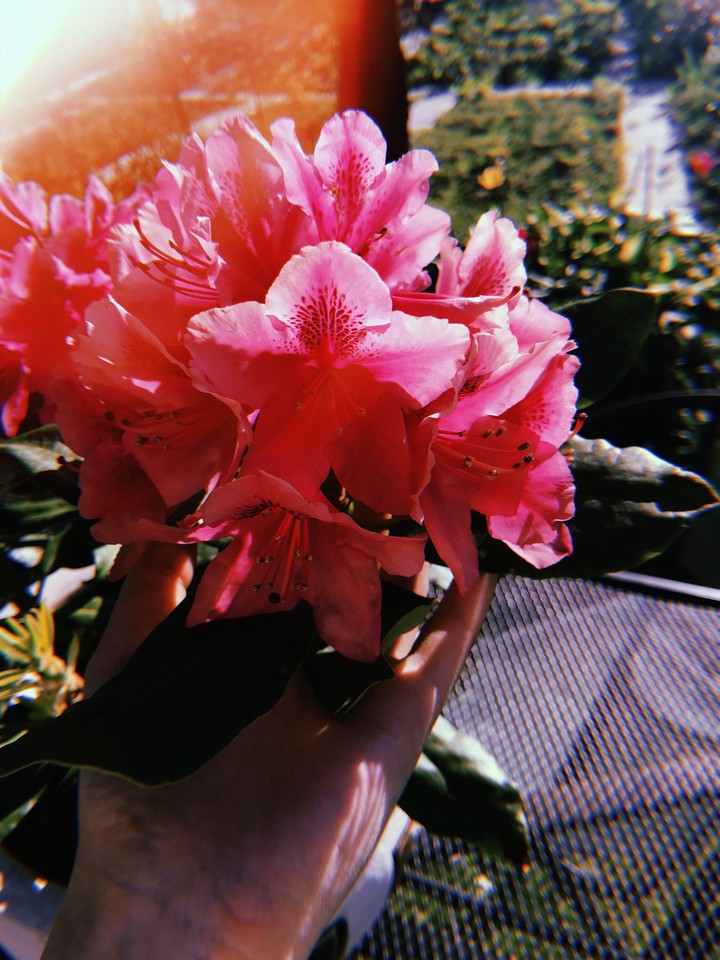 Pink Flower 