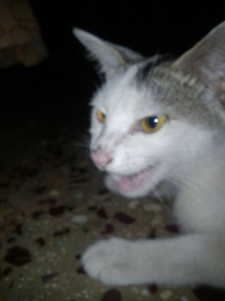 Cat's stare