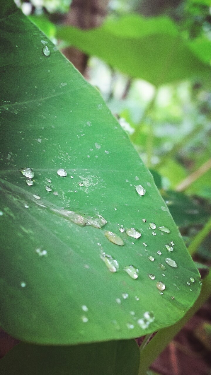 the drops of diamond