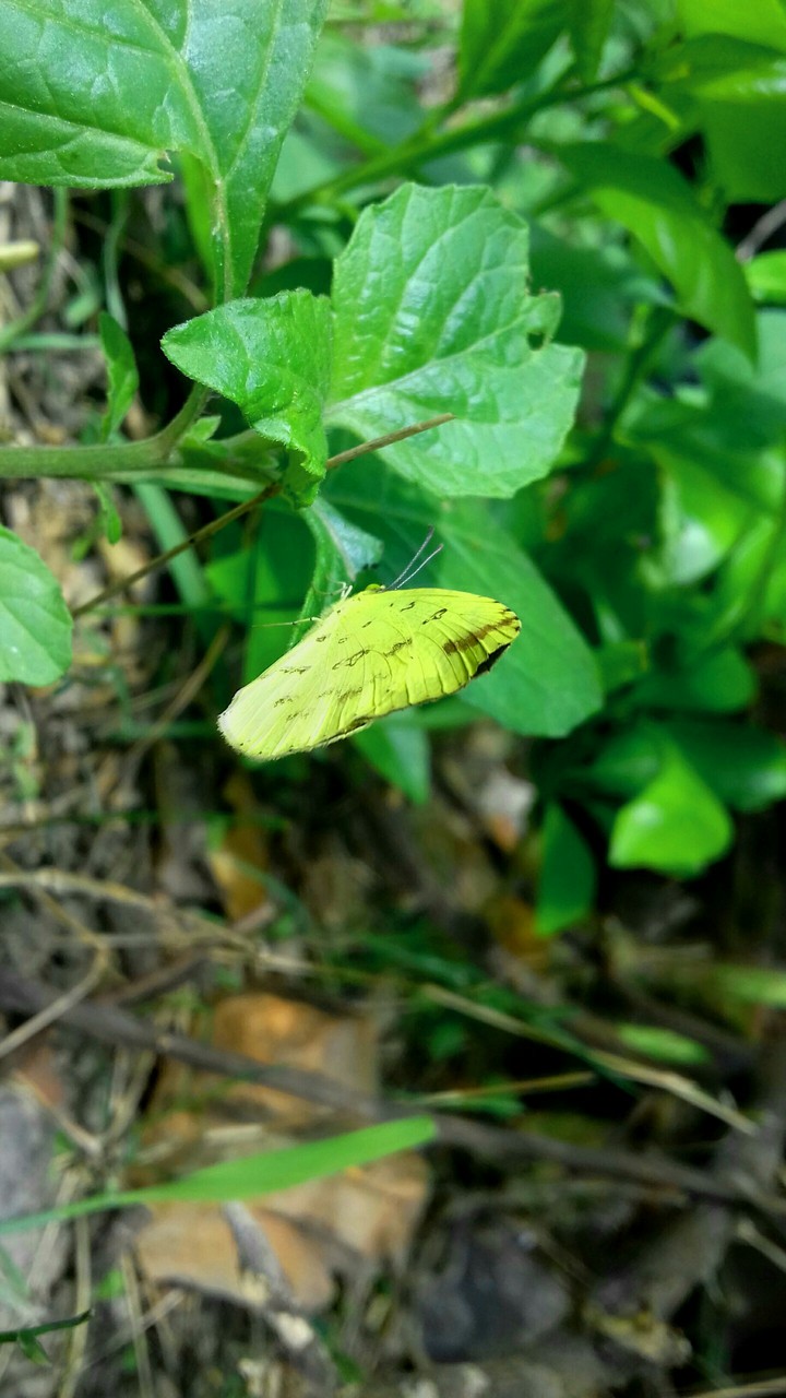 its .beautiful  butterfly